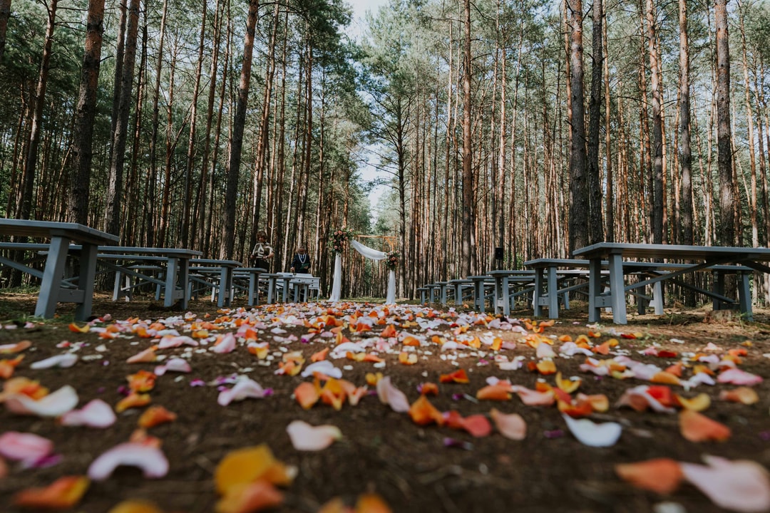 Płatki kwiatów w jasnej palecie rozłożone na ziemi, w tle szpaler drzew i białe stoły do dekoracji sali weselnej
